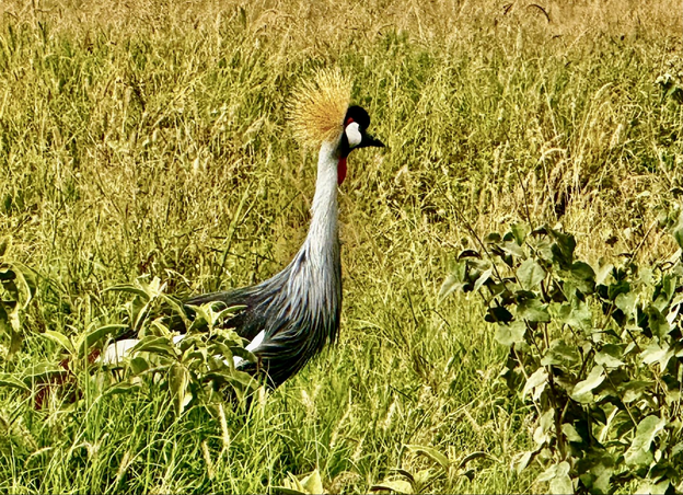 A golden crowned crane, the national bird of Uganda, pictured in a field in Kenya.