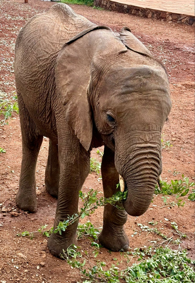 Slender branches with small green leaves fill the ground in front of a baby elephant who picks one up with her trunk to lift to her mouth.