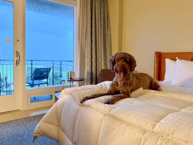 Hammock Beach Resort dog on the bed in a pet friendly room.