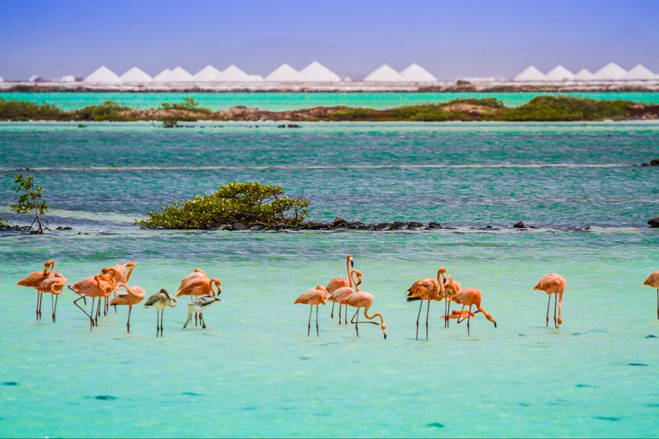 pink Flamingos in the water searching for fish to eat