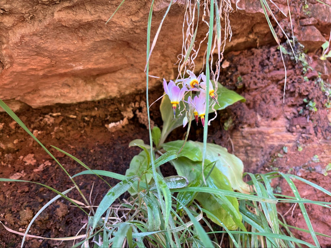 Small pink and yellow flowers with green leaves grow out of red rocks