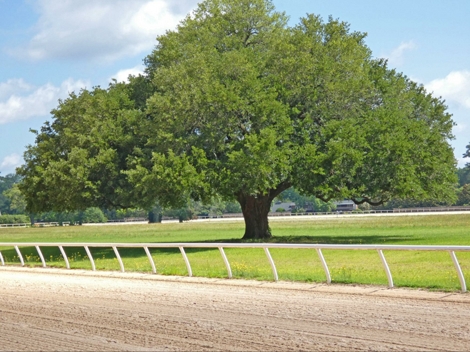 Large oak tree at Aiken Training Track