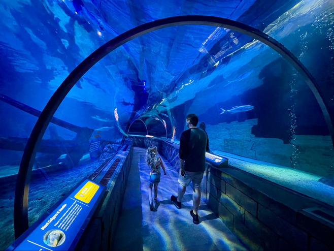 Walking through the underwater tunnel at SEA LIFE aquarium at Mall of America