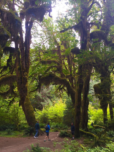 2 men walking along trail with tall moss covered trees.