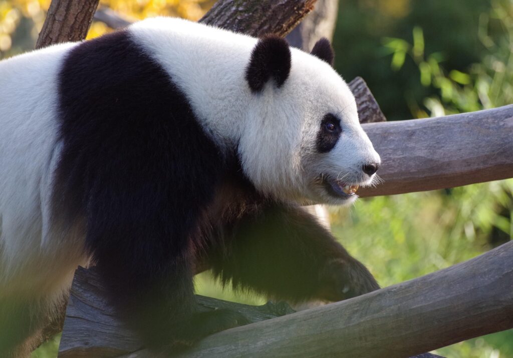 giant panda