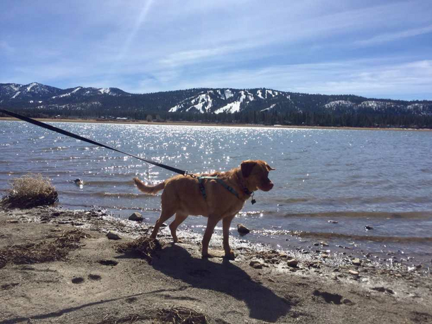 Leashed dog being walked on the beach - SheBuysTravel