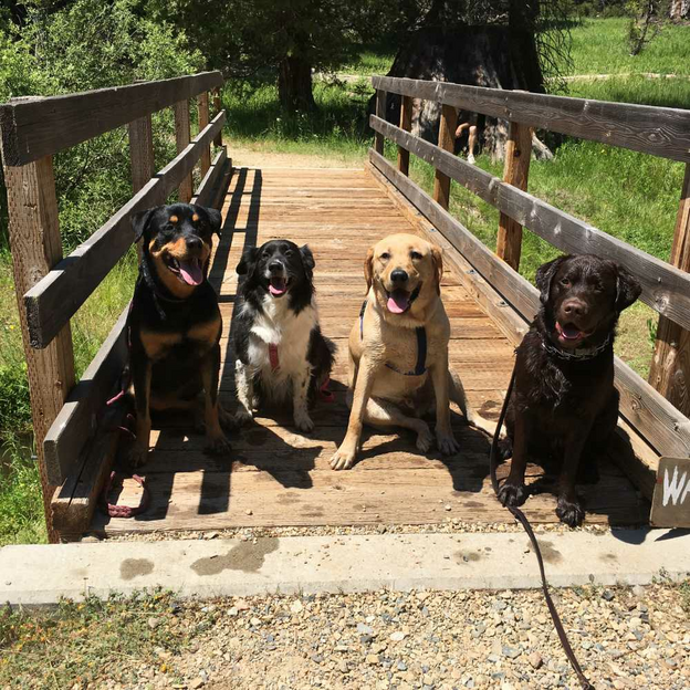 Dogs on a foot bridge - SheBuysTravel