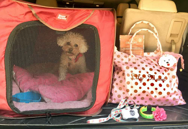 Traveling with dog in a pet carrier - SheBuysTravel