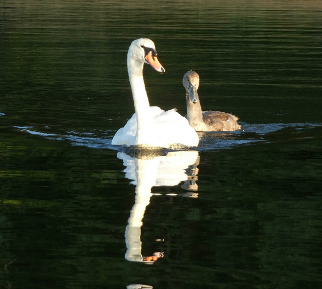 A mother sawn and her newborn swim in one of the many waterways in the Broads just outside of Norwich city centre.