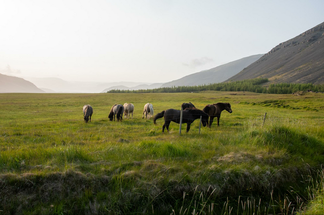 A herd of Icelandic horses in a large field at a horse farm.