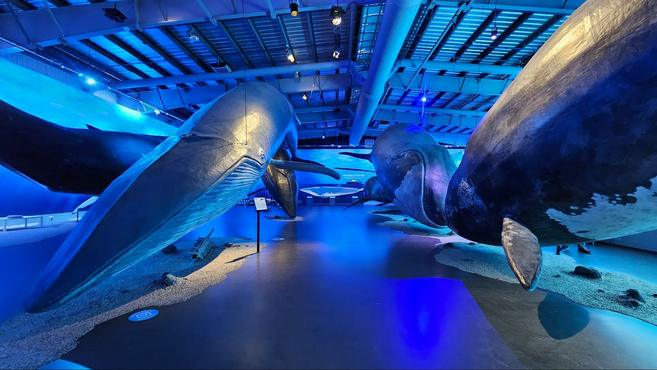 Interactive whale museum with Lifesize models of each whale species