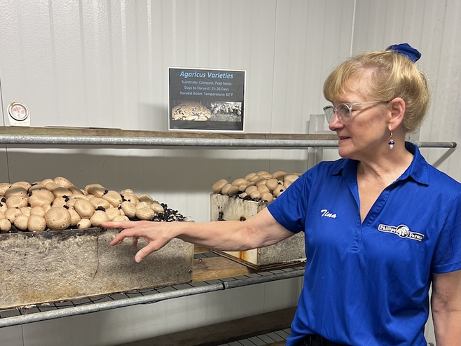 woman in blue shirt showing how mushrooms are grown indoors.