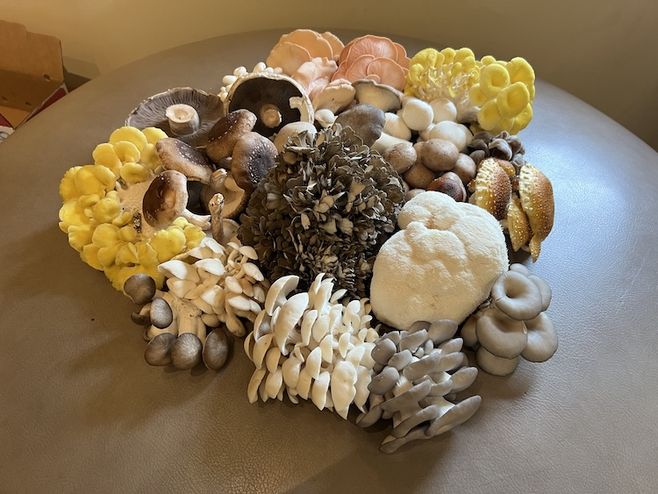 Colorful variety of mushrooms on a table