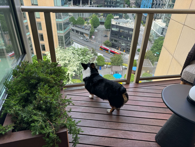 Corgi looks over a balcony at the Seattle skyline