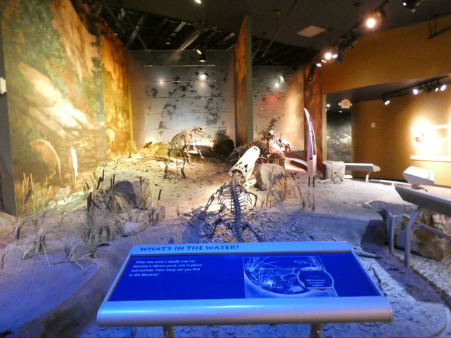 Museum display of some of the fossils found at Gray Site