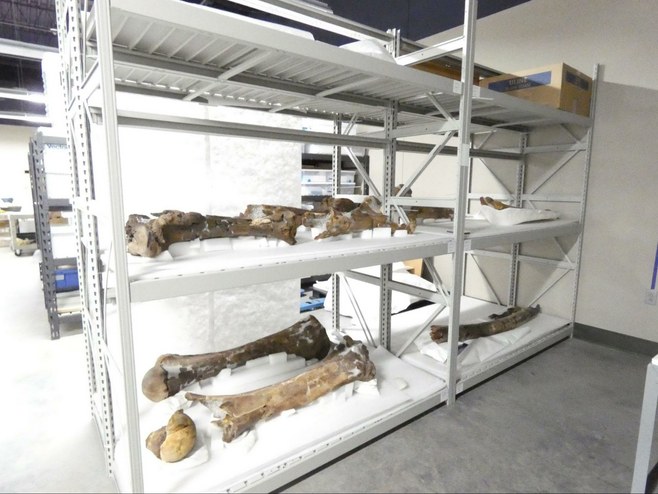 Giant mastodon fossil bones.