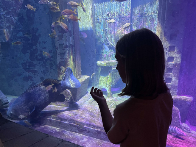 View of a young girl looking at a large fish in an aquarium.