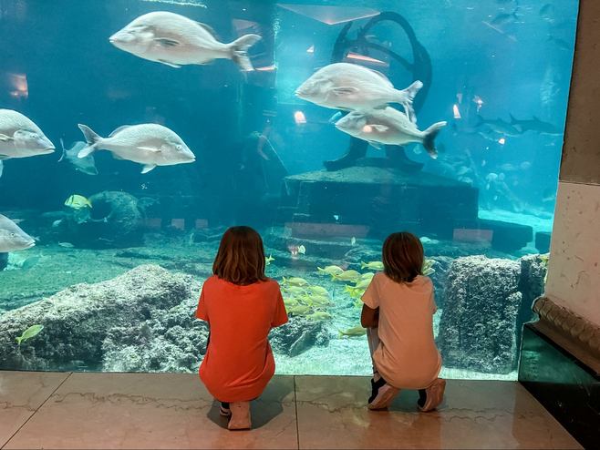 View from behind of two children looking  into an aquarium with large white fish.