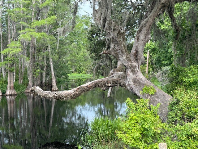 You can hike, bike or canoe in the Crooked River Preserve in Clermont, Florida. 
