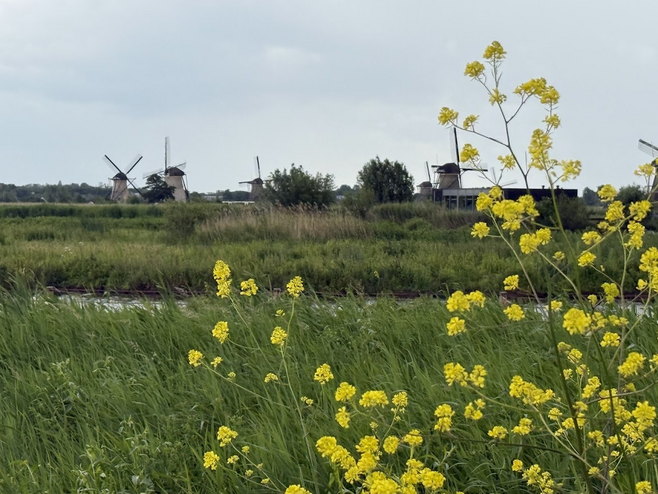 Yellow flowers in foreground of an area with many large, old windmills
