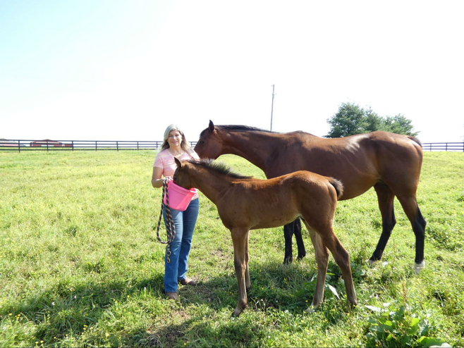 A woman feeding colt with mother horse behind her.
