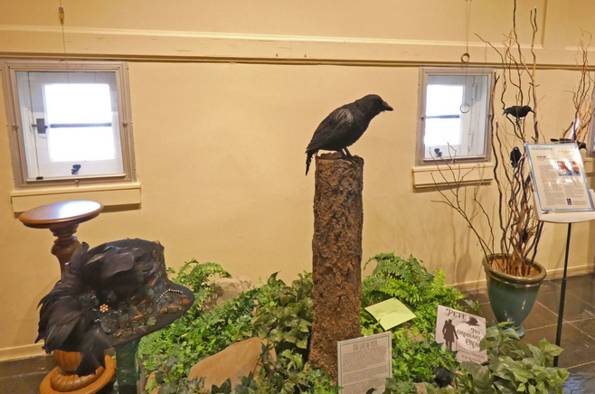 An exhibit showing Pete, a talking crow.