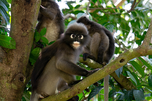 A family of gray monkeys in the trees in Thailand