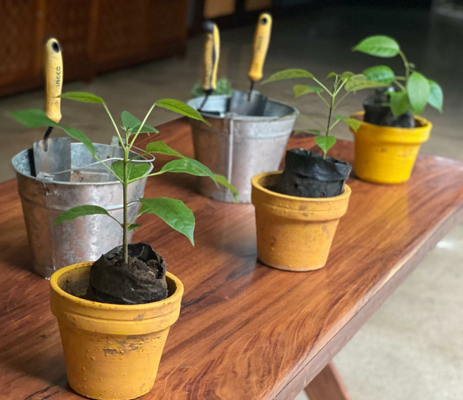 three mangrove plants in stone pots