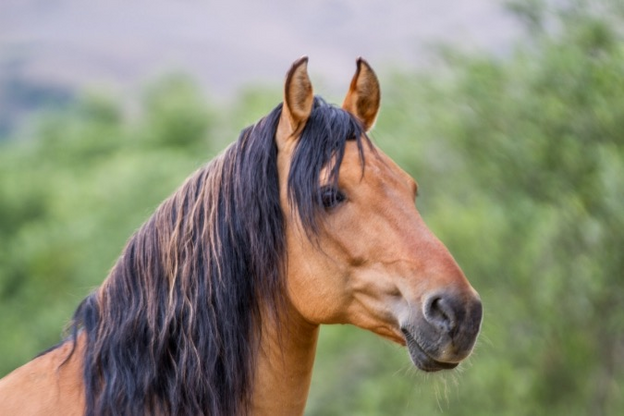 Spirit, the celebrity horse