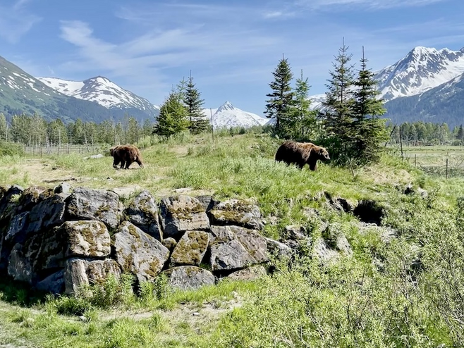 Two brown bears in a green meadow surrounded by mountain peaks near Anchorage.
