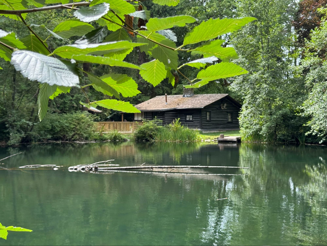 Log cabin nestled in the woods on the shore of a cute pond with turtles.