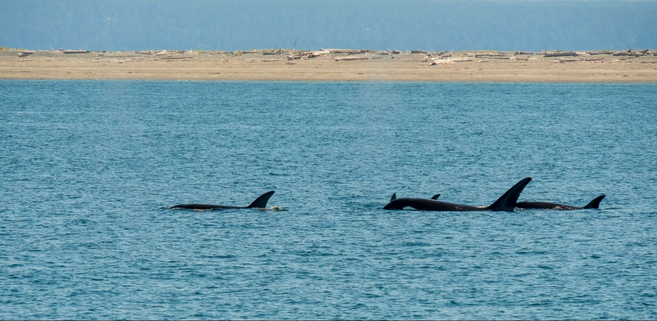 A family of killer whales playing in the Salish Sea, as seen on a Bellingham whale-watching cruise