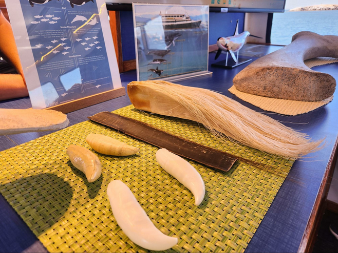 Whales' teeth and baleen on display