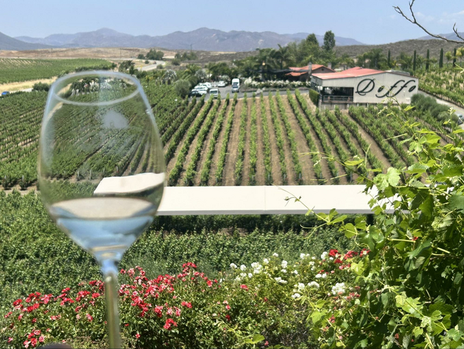 Doffo vineyards in the background with a glass of wine in the foreground.