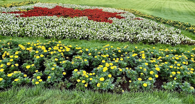 Wavy grass borders a flower garden recreating the pattern of a quilt. Yellow flowers form the outer edge and bold red flowers planted in a solid mass make up the middle. White flowers circle the red center.