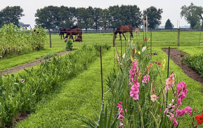 Horses graze in the background. A wire fence stops them from rows of flowers , some bright pink and yellow, others barely starting to bloom. Lush green grass fills the ground between all four rows of flowers.