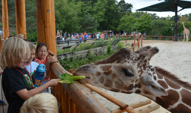 A child with blond hair feeds a giraffe a piece of lettuce. 