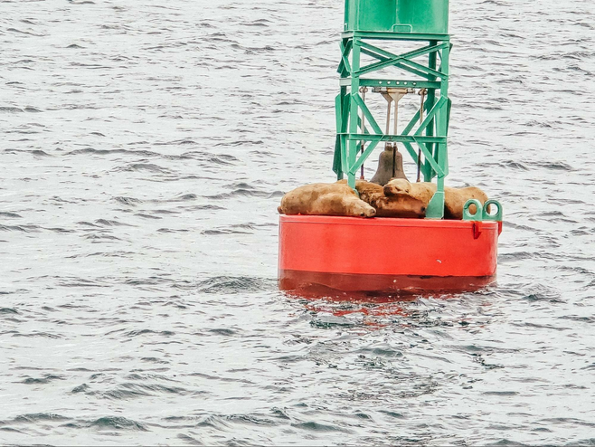 Seals sleeping on a red and green buoy in Juneau Alaska with Princess Cruises