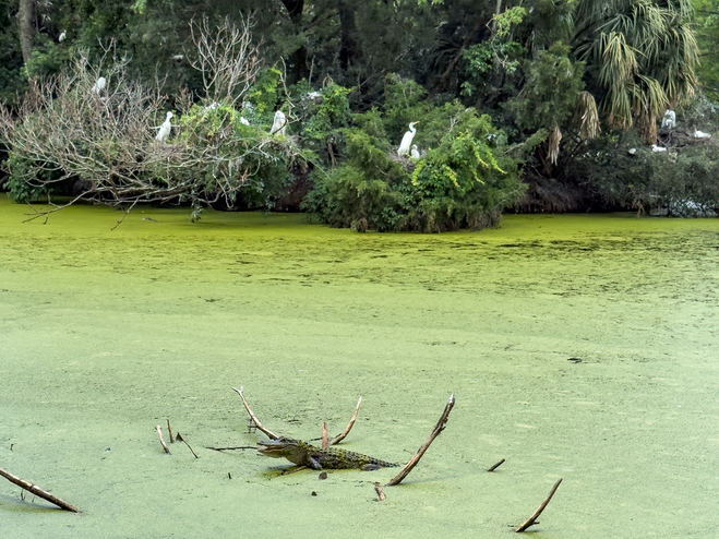 Alligator in the swamp at Magnolia Plantation & Gardens