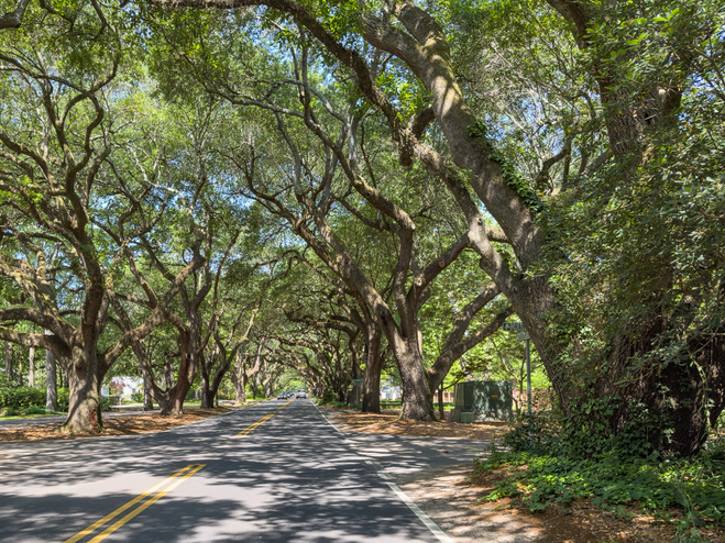 Iconic live oak canopy on a street in Aiken, South Carolina