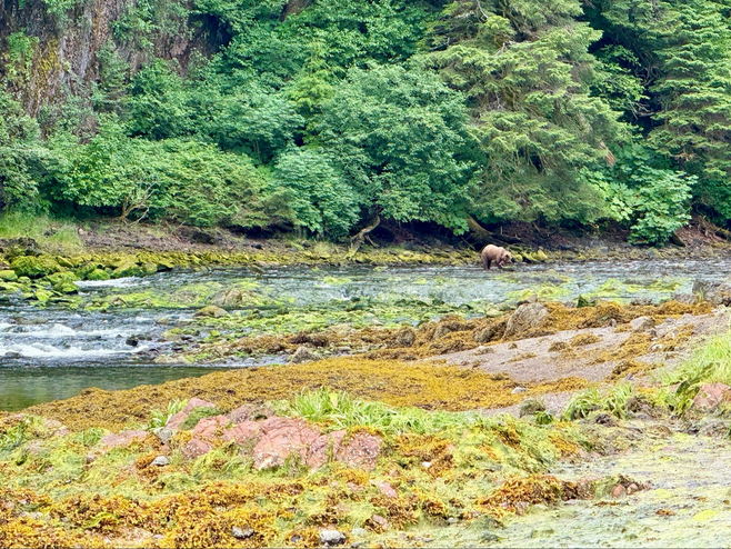 A coastal brown bear seeks out salmon in the creek along the shore.