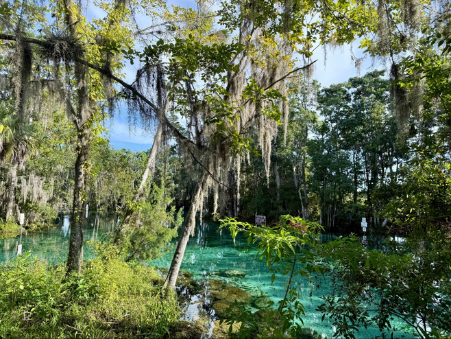 Vegetation around a bright blue natural spring in Citrus County, FL.