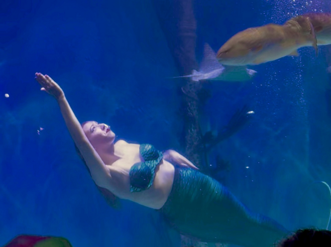 Mermaid swimming underwater at Mertailor's Aquarium in Florida.