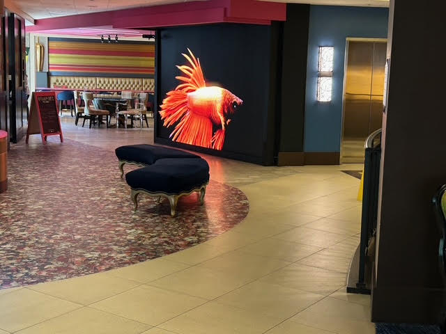 A vibrant picture of a goldfish on the wall-sized LED screen in the main lobby, next to the elevators.