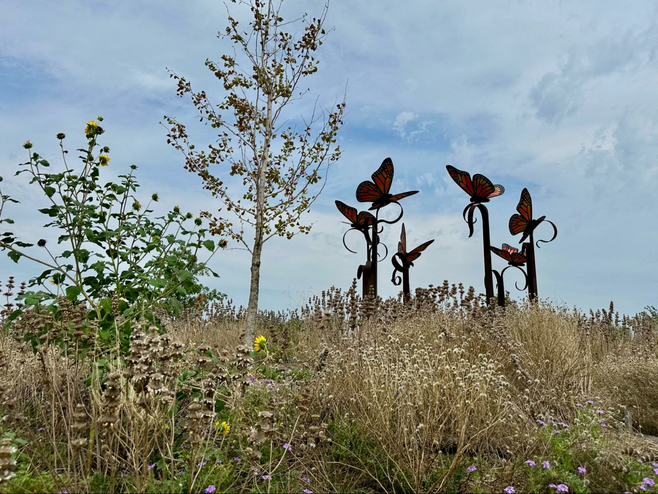 Monarch butterfly sculpture set on a hill covered in native pollinator plants at a city park in Frisco, Texas.