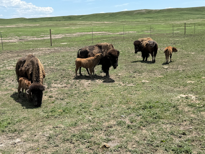 Bison and calves at Terry Bison Ranch in Cheyenne
