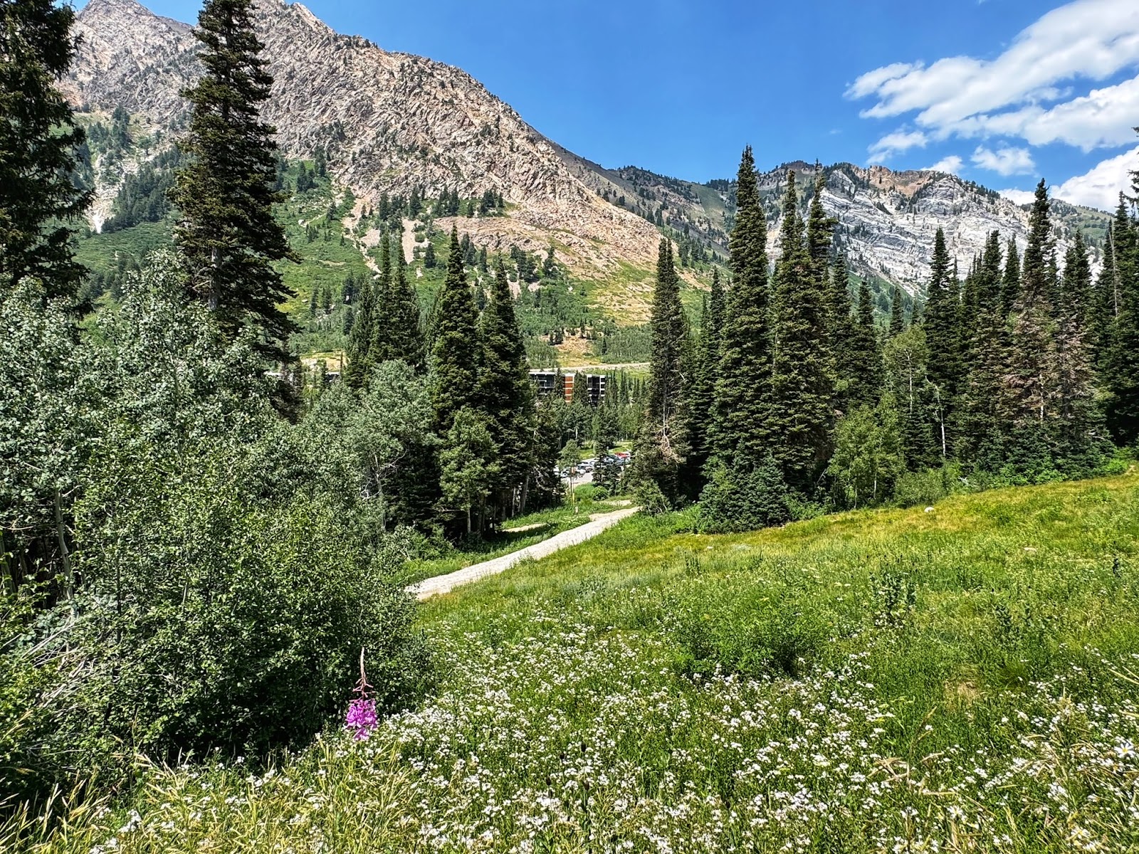 Mountains, trees and blooming flowers beside a walking trail in Salt Lake City.