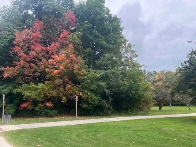 Colorful fall trees in a South Milwaukee park