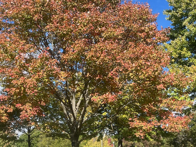 Where to Take a Dog-Friendly Hike in Wisconsin This Fall