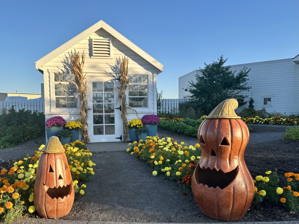 White greenhouse at the Lake House in New York's Finger Lakes with a walkway lined with yellow and orange zinnias and two pumpkins.